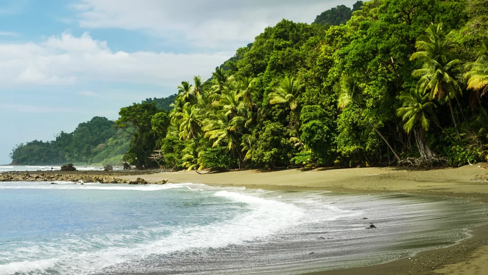Rainforest beside the coast