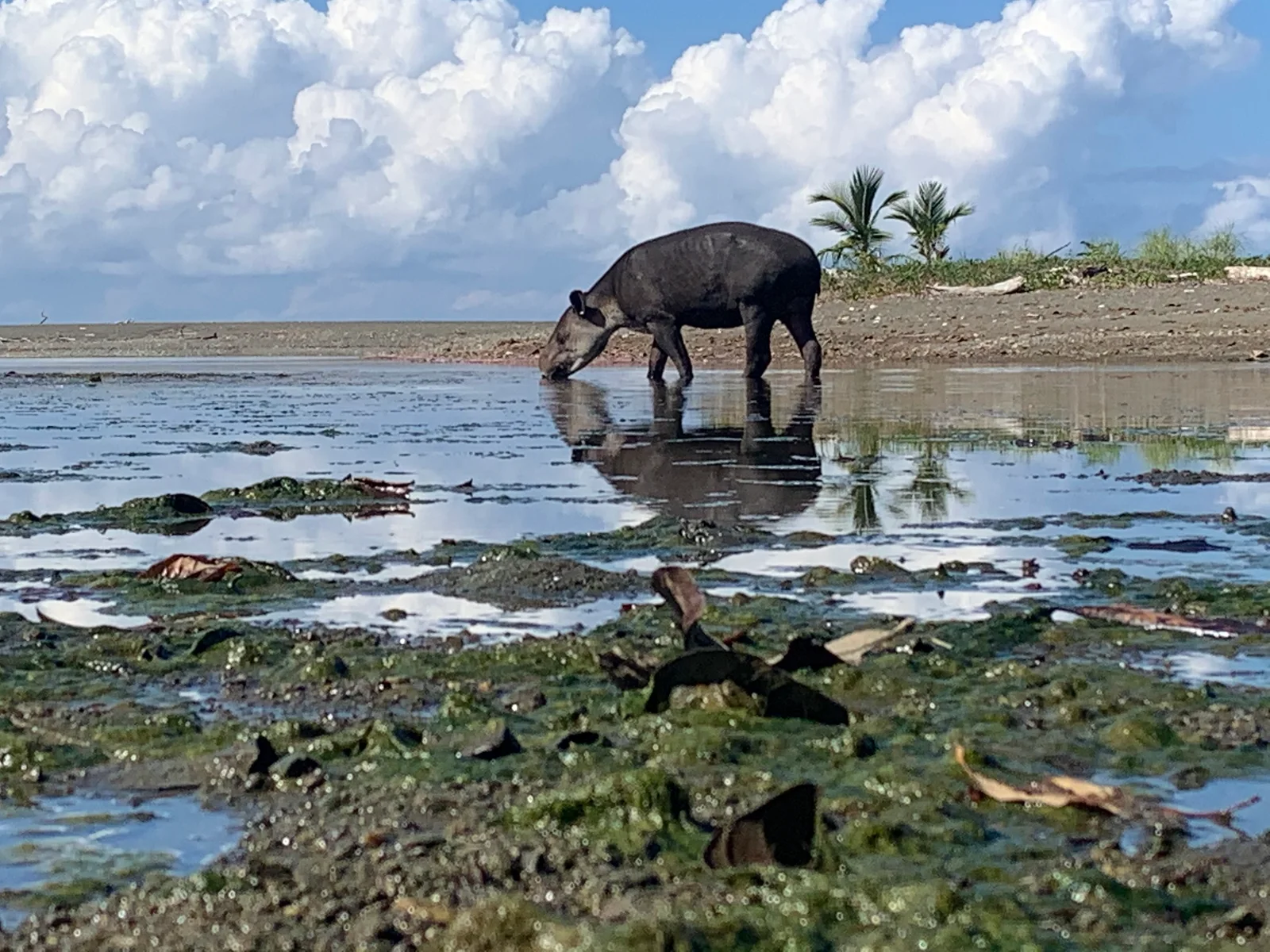 Tapir beside the water