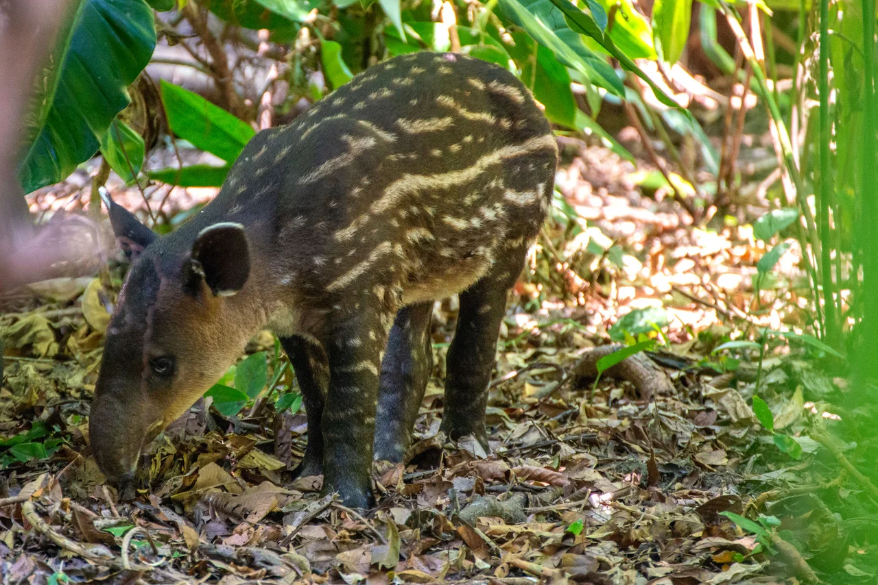 Young tapir in the forest